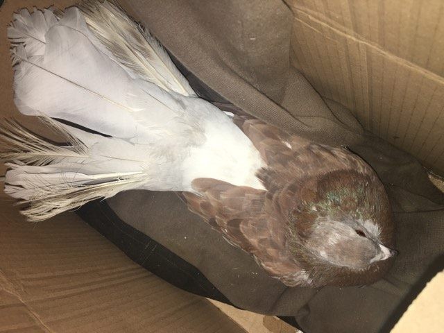 Help J Ai Trouve Un Pigeon Paon Que Faire