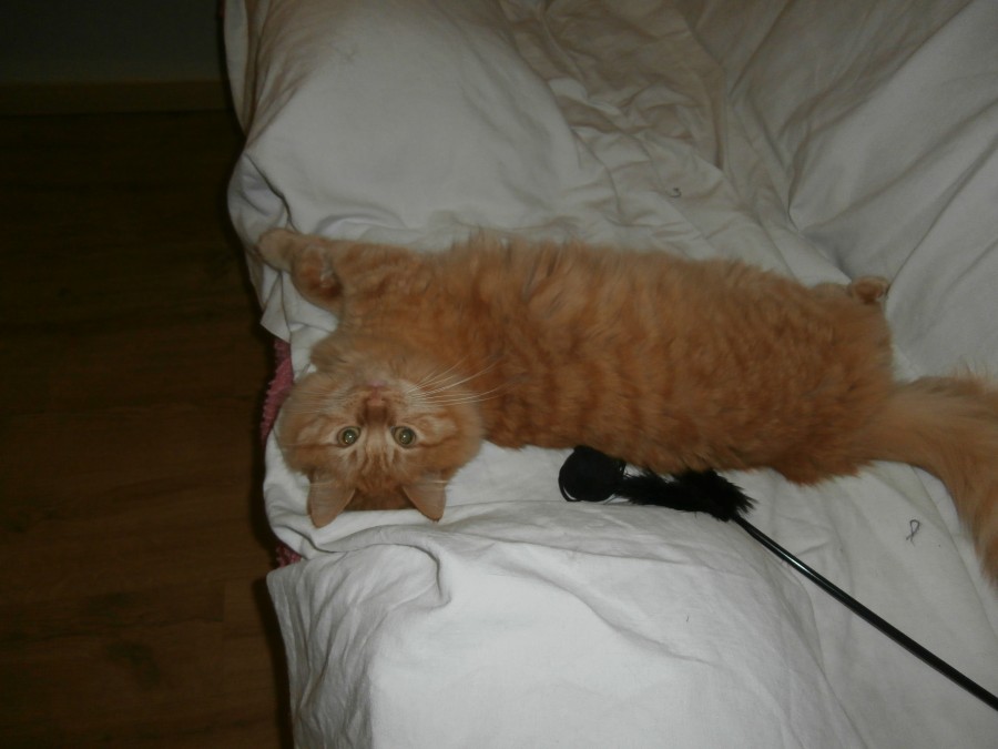 mon sauvetage de 18 mois, trop mimi !!!!