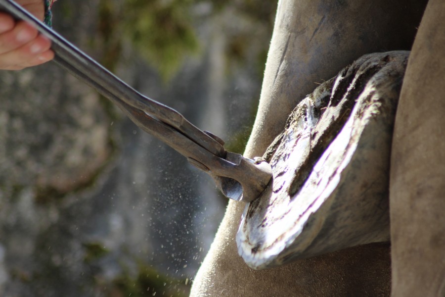 Coupe de la corne avec la pince  parer (pied antrieur)