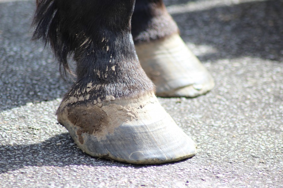 Pieds non pars.