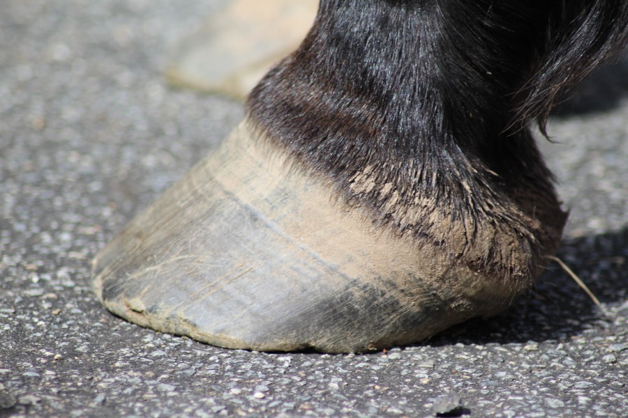 Pieds non pars.
