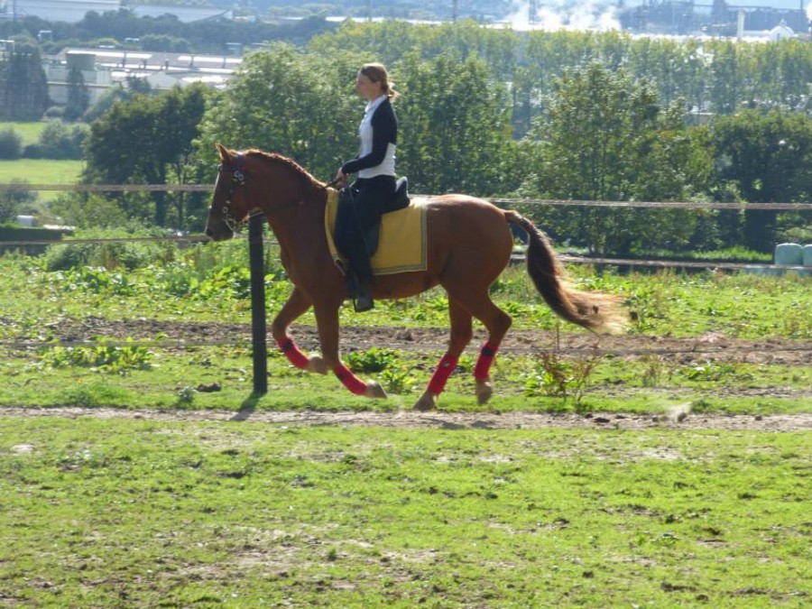 notre discipline favorite reste le dressage