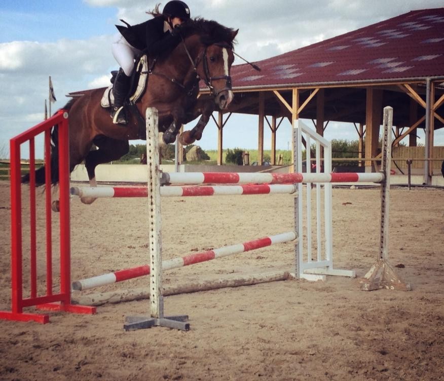 Royaliste, As 1 (120cm). Etalon Welsh Cob