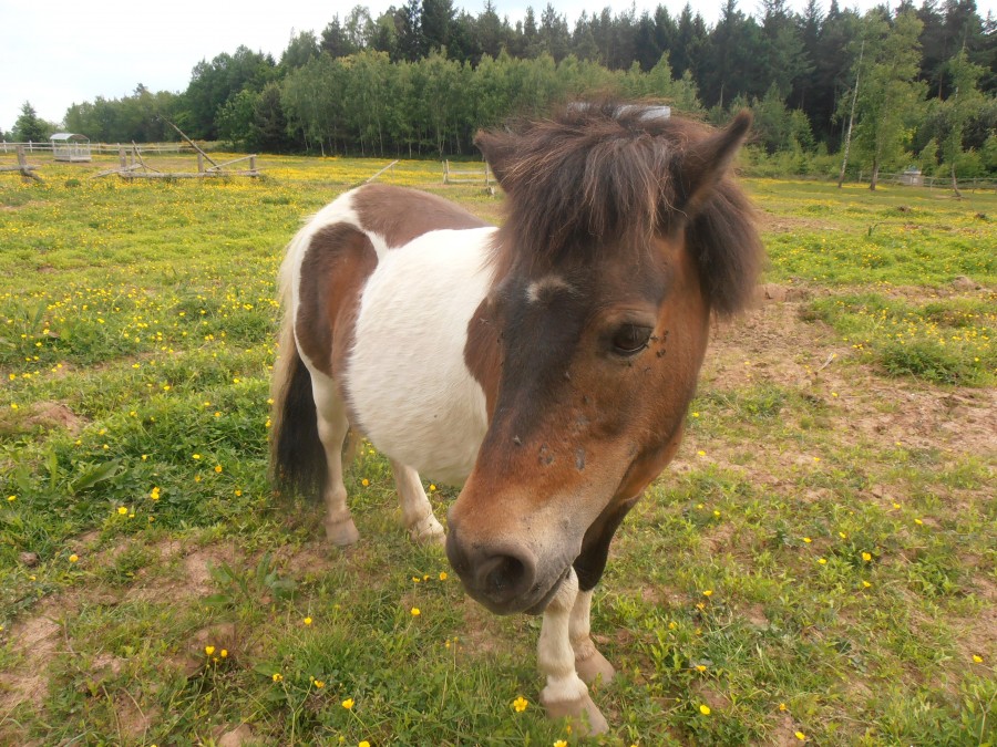 Myrtille (femelle)