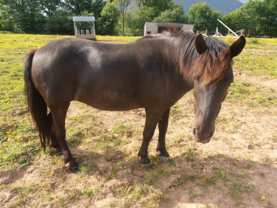 Kaline (femelle)