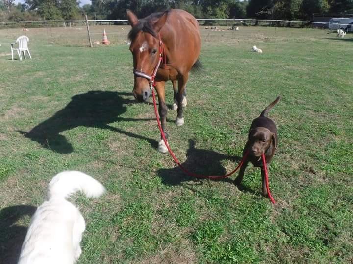 jazz et aras et oui mon chien est parfait il va recherche mon cheval 