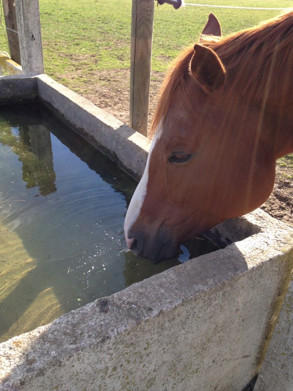 Au haras de  Jardy