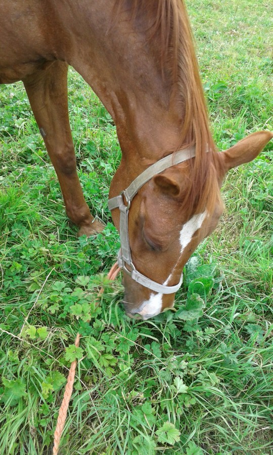 miranda?
#horses