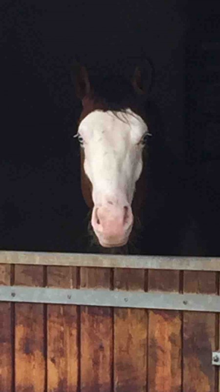 Star Gun Del Cielo paint horse entier 2014 