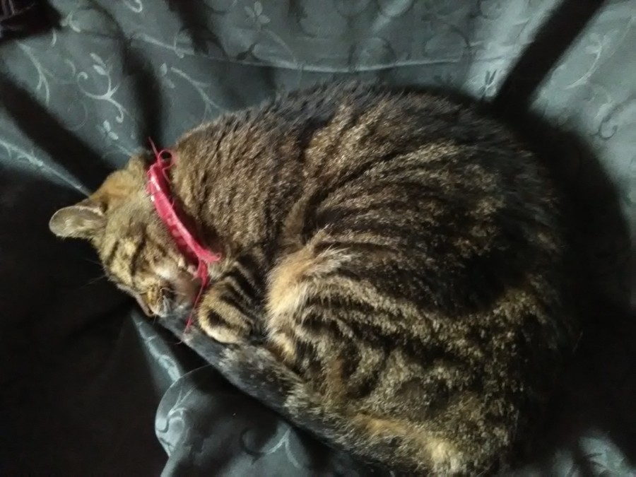 quand mon chachou fait la sieste !