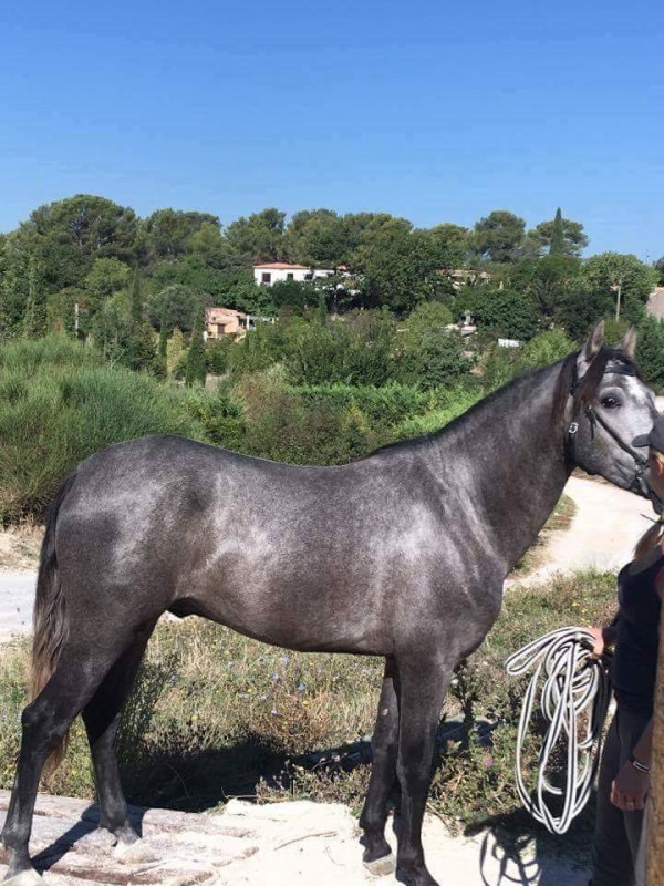 pure race espagnol entier Gris 3 ans a la vente d�bourr� aux trois allures. .. tres gentil ... apprend vite ... avec de la taille ...et de tres belles allures cheval prometeur .... 