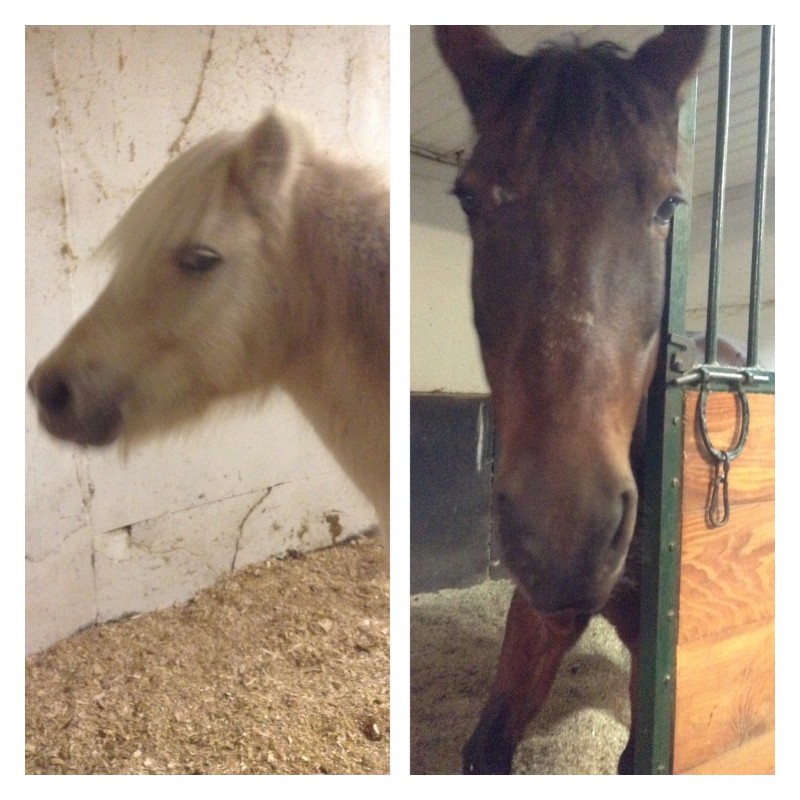 Mes poneys ?????
Kaiser??????
Brioche??????
