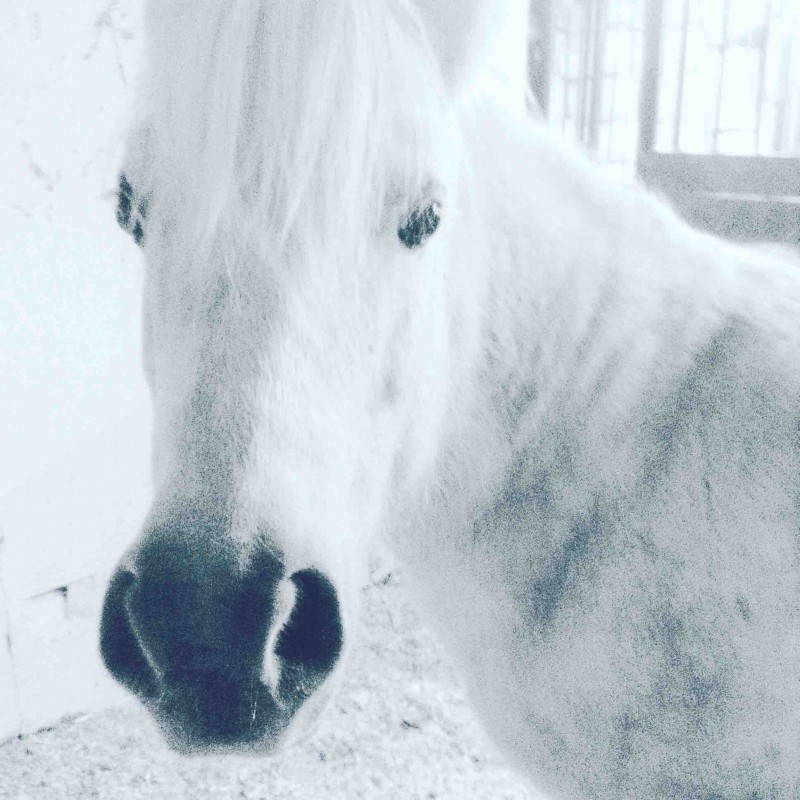 Ma belle Brioche, on la amener de Jefo maintenant ma ponette est a la Ferme Fantasia!! Je l\'aime tellement je peux la voir a tout les jours maintenant, Je suis trop contente!!!???