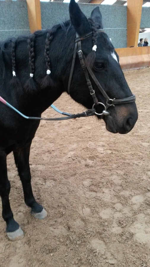 Voici ma ponette : 
-elle s\'appelle Zara 
-elle a 6 ans et mesure 1m15 
-elle est a moi depuis 1 ans 
-elle est tres speed et tres a l\'�coute 
-elle nest pas toujours sage a l\'atache
-on commence les concours en club 3 (90 cm)
-cest une amour de ponett