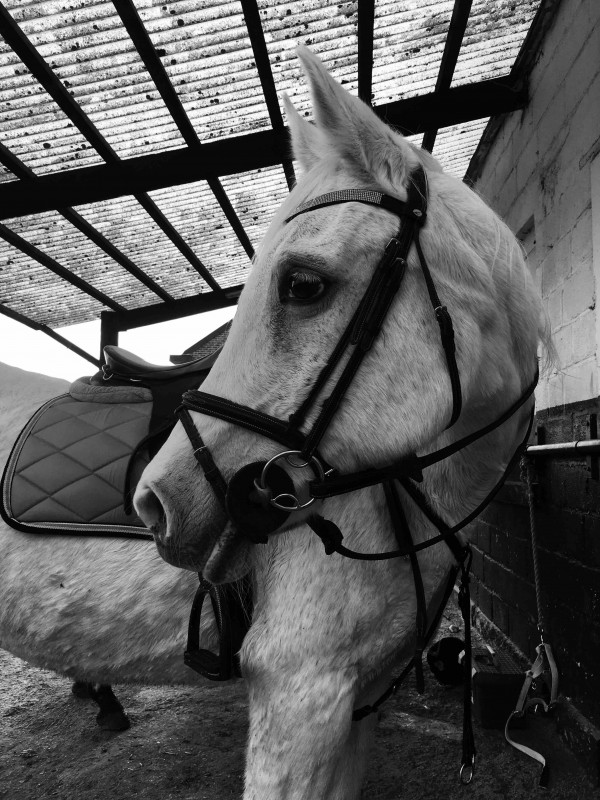 Un simple cheval ? Non. Celui qui me donne la force d\'tre chaque jour  vos cts, celui qui me donne la force de me battre chaque jours pour quelque chose. Celui qui m\'a sorti de la misre. Celui qui me rend heureuse. Celui qui  chaque foule m\'envo