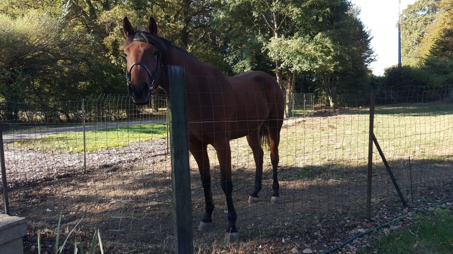 mon cheval selle francais qui se nom demon il a 3 ans ... ??