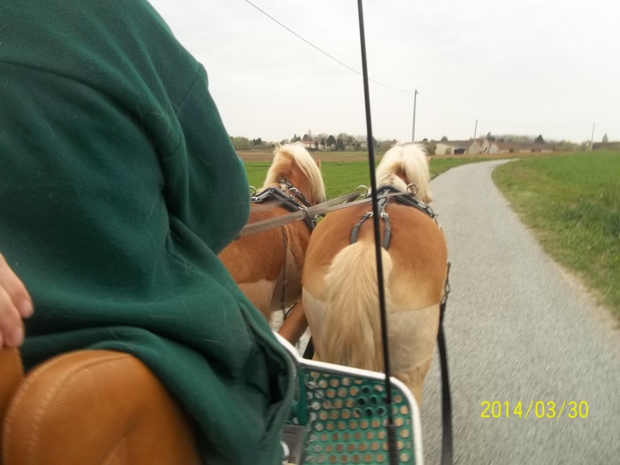 ballade en seine et marne; oubli la trompe de chasse