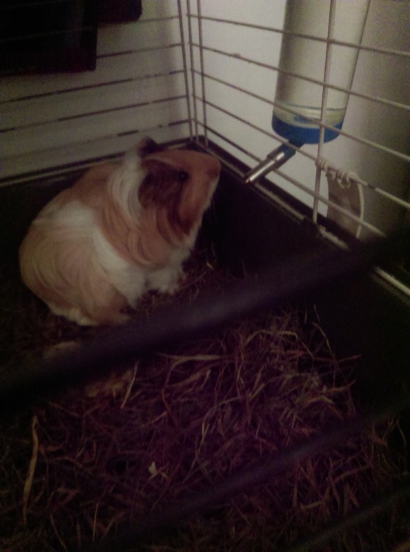 mon petit kit-kat il a 1 abs et il est trop chou