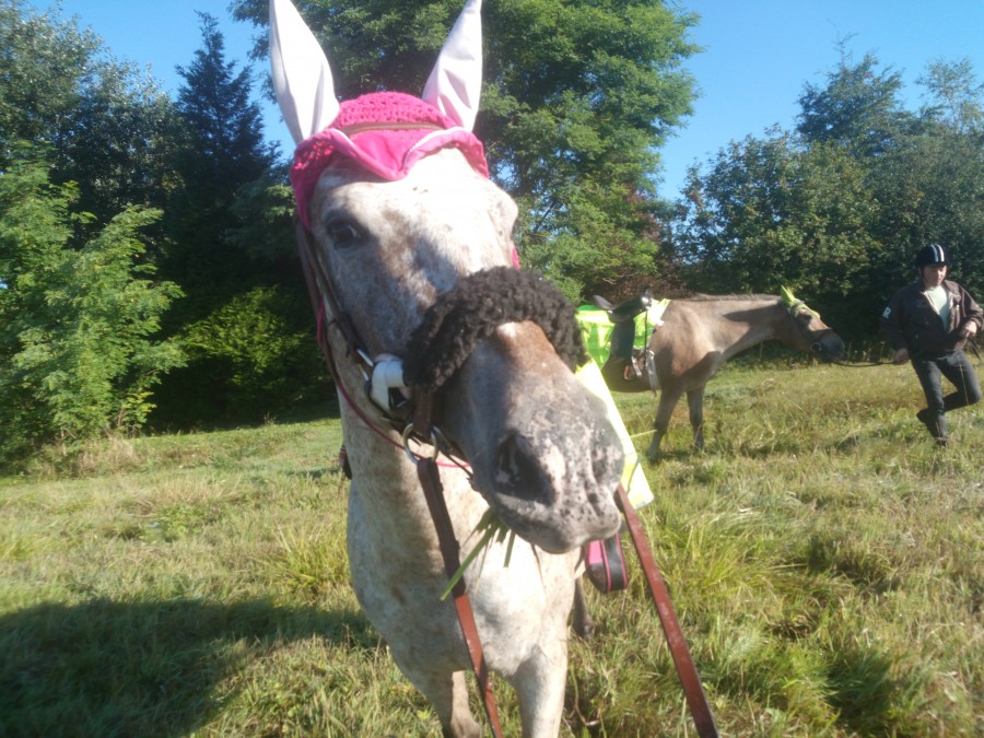 ma jolie appaloosa de 9 ans