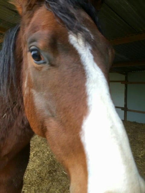 voila qq photos  de mon etalon