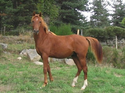 magnifique cheval alezan