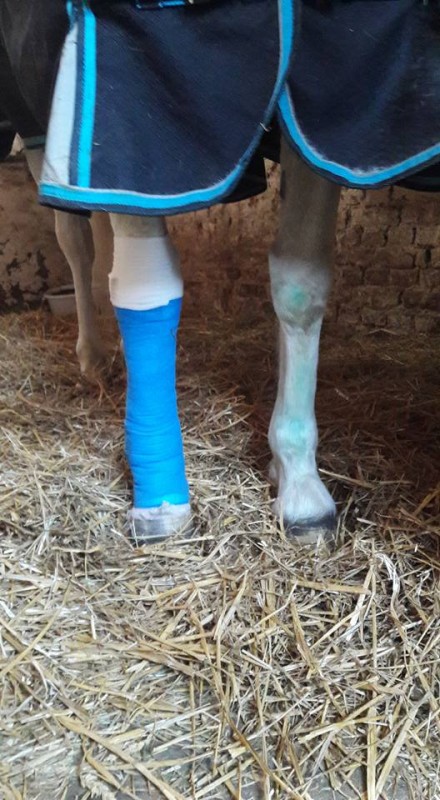 Tendinite Chez Le Cheval / Arthrose Chez Le Cheval Symptomes Causes Et ...