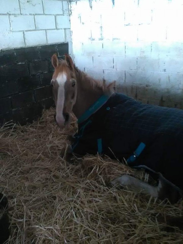 quelqu\'un aurait une solution pour � oublier � un animal DCD car cela fait quelques jours que je sais pas dormir car je pense au chebal qui est sur la photo , ne fusse qu\'une fois pour r�cup�rer mon sommeil merci d\'avance.