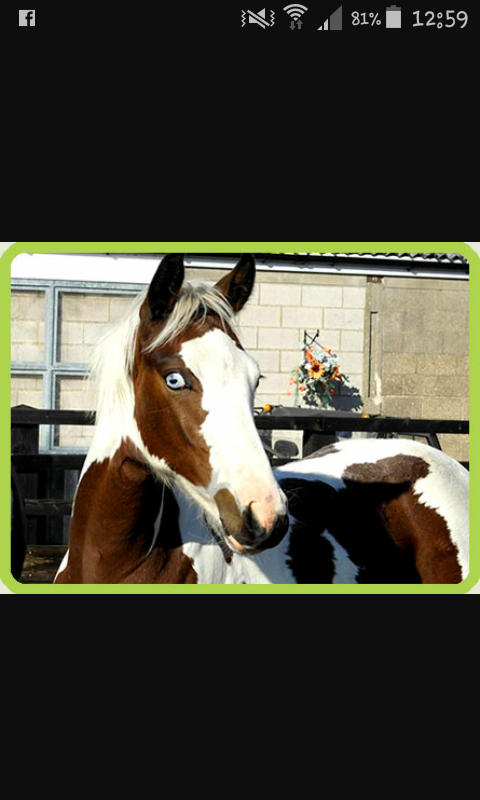 je chercher un cheval un peux de se jor que me proposer vous 