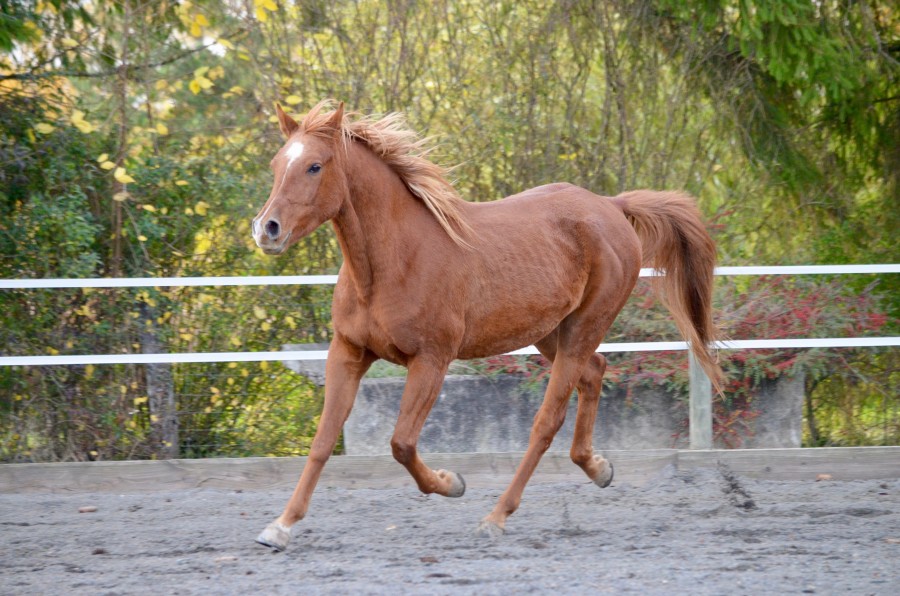 Résultat de recherche d'images pour "cheval alezan brulé"