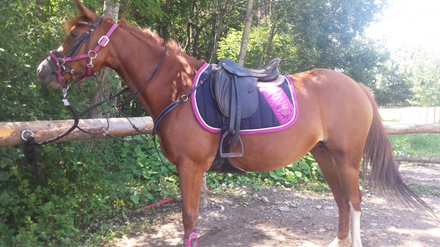 Ma jument Bee Symply Kerveyer elle a 5 ans.