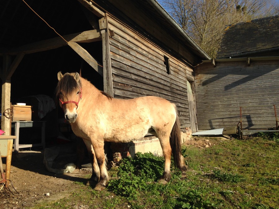 Magie, une henson bien enrobe