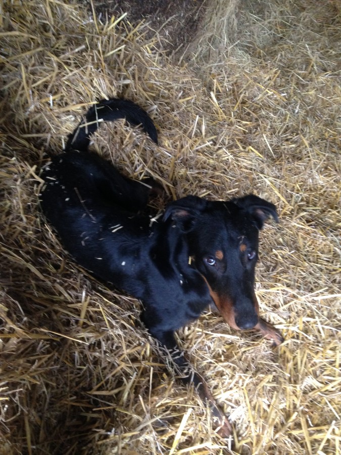 Lasco, beauceron d'un an et demi.. mon petit toutou