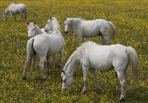 Le Camargue est une race de petit cheval de selle rustique � robe grise, on est trouve principalemen