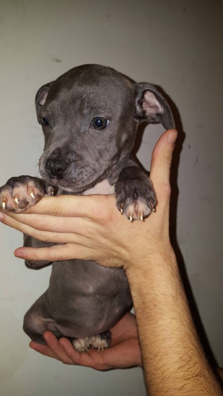 Proprietaire De Staffie Proprietaire De Staffie