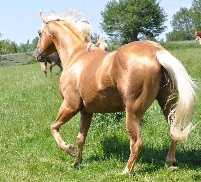 Etalon Quarter Horse