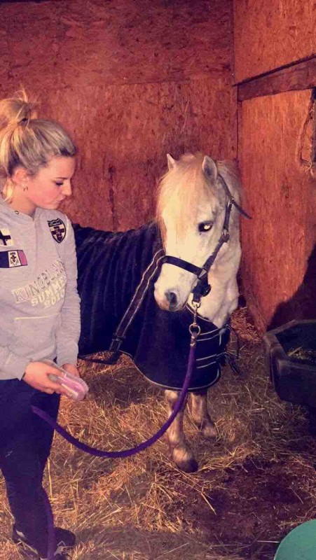 A vendre 
Poney welsh 
5ans 