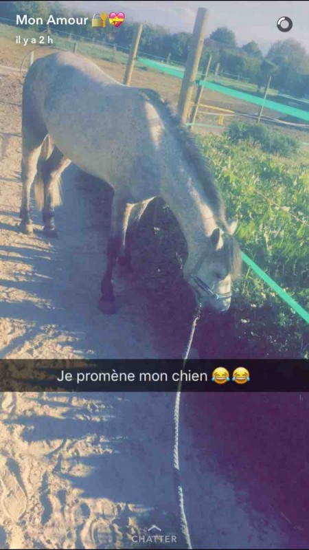 A vendre pleins papier 5ans 
Poney de sport 
Connemara 
Va tres bien en dressage 
Et autant en cso