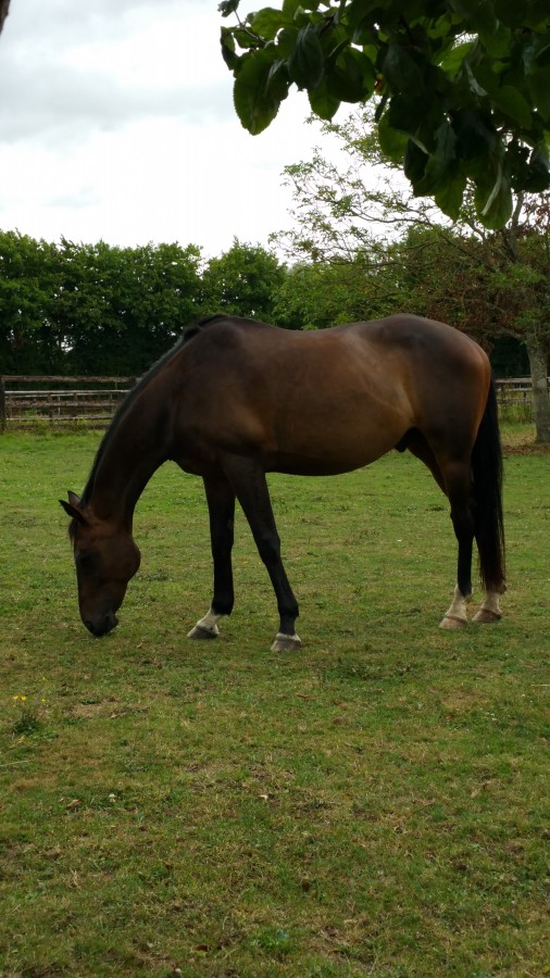 quasi du renard mon cheval de travail 