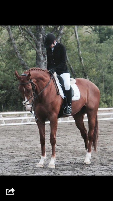 Dressage 
