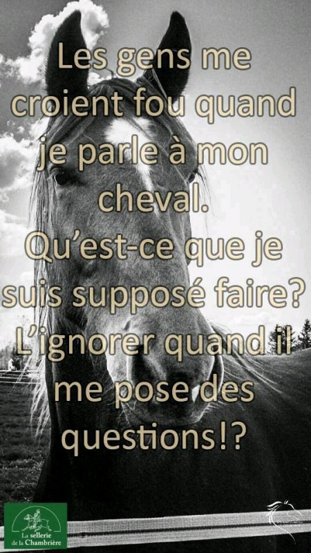 les gens me croient fou quand je parle � mon cheval. Qu\'est ce que je que suis suppos� faire? L\'ignorer quand il me pose des questions!?