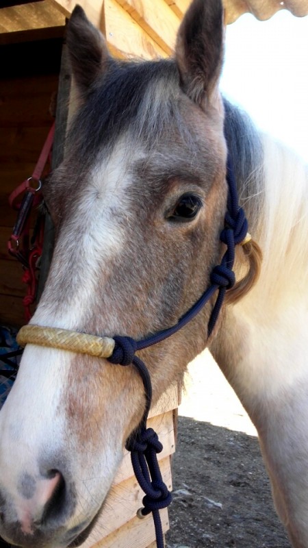 Bonjour je recherche une oensuon pour mon cheval dans le 06 
Si vous �tes int�ress� ou si vous connaissez quelqu\'un contacter moi en priv�e ou au 0648663824 s\'il vous pla�t !
Merci d\'avance