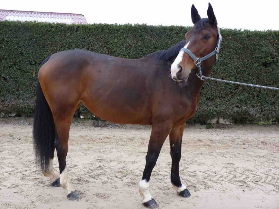 A VENDRE

VENUS DE SAINT PRIX 

Jument �g�e de 8 ans SF 
P�re : contro� ( HOLSTEINER W) 
M�re : L\'�toile de River (SELLE FRAN�AIS SECTION A)

Jument class�e en 1,25m avec un potentiel et une �nergie pouvant aller en 1,35m. 

Venus est une jument adorable