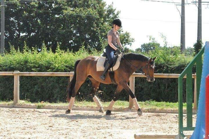 Tapis dressage beige 