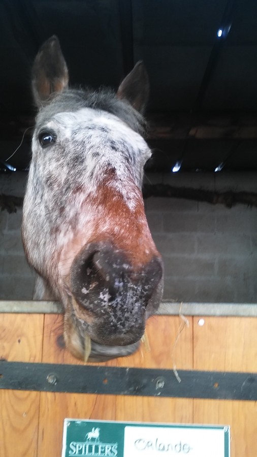 Orlando...

Ce cheval me manque beaucoup j\'ai fait mon tout premier concours avec lui... un sans faute! Mais bon... le club ou j\'�tais a ferm� ces malheureusement des choses qui arrive .... Et lui est partie loin....