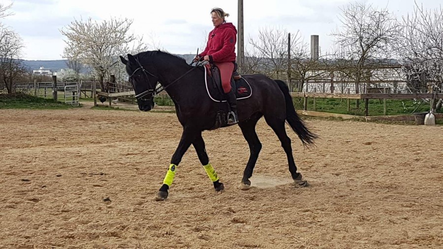 A vendre 
Cheval de selle de dressage hongre de 9 ans hannovrien par le Whirlwind et Whitney par warkant Grand pre weltmeyer 
3 belles allures, beaucoup d\'quilibre, amplitude, change de pied, paule en dedans, tte au mur, appuyer. 
Pour cavalier 6/7
r