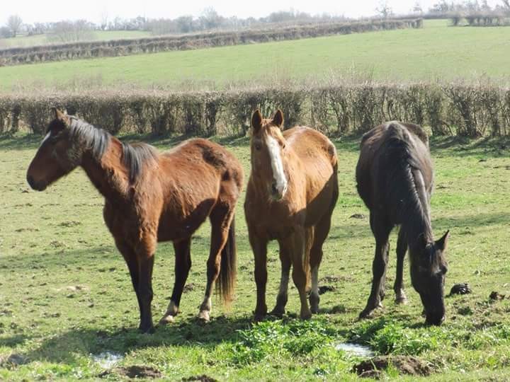 bonjour, nous avons sauv� 3 chevaux de l\'abandon, et aujourd\'hui nous sommes � la recherche de dons pour subvenir � leurs besoins, mais �galement pour faire leur vaccins et la demande de duplicata de leur carnet d\'identification, car leur propri�taire 