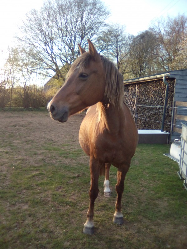 Voici ma ponette elle s\'appelle Olive
