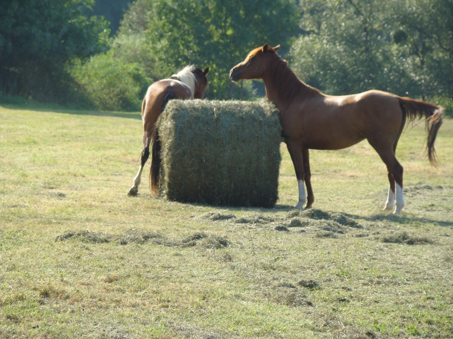 Foin fait par nos soins !