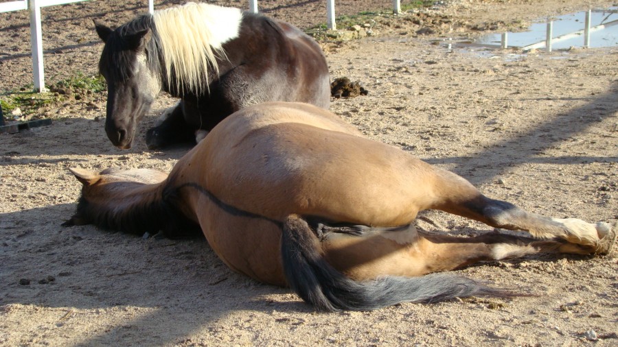 Au repos dans le paddock en sable...