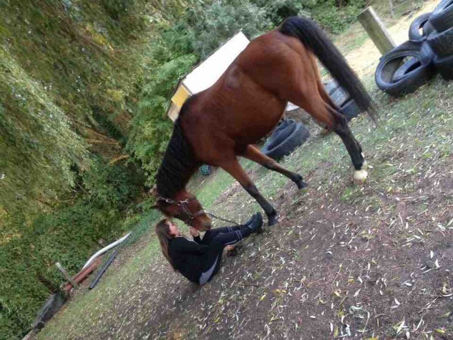 Hey, je suis nouvelle, je m\'appelles Fiona j\'ai 13 ans et je monte � cheval depuis que j\'ai 5 ans. J\'ai mon galop 4 et j\'adore les CSO.